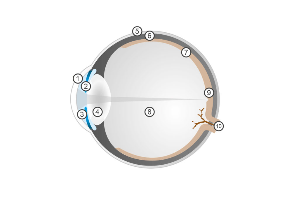 augendiagramm-1024×683 Netzhauterkrankungen